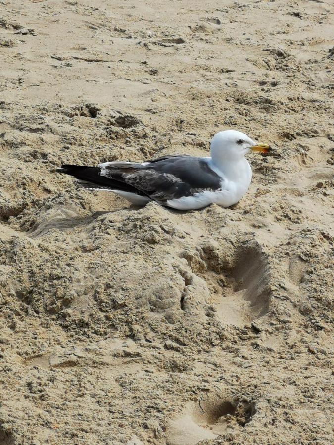 Poseidon Friends Lejlighed Bournemouth Eksteriør billede